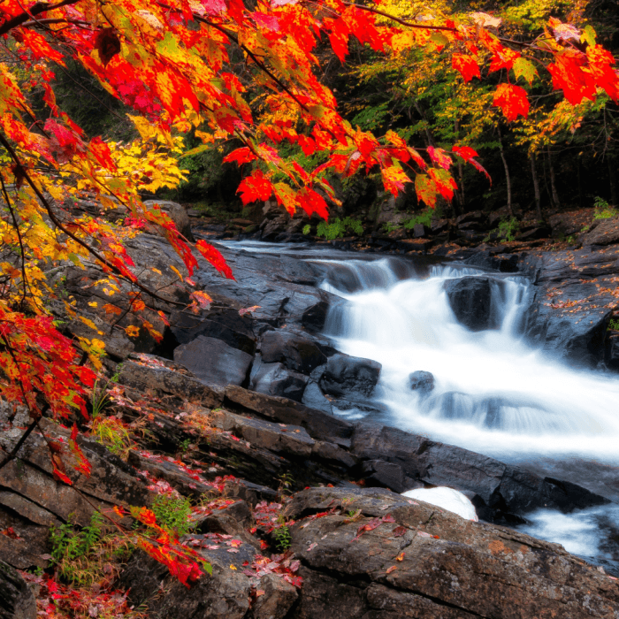 Autumn Leaves Fragrance Oil