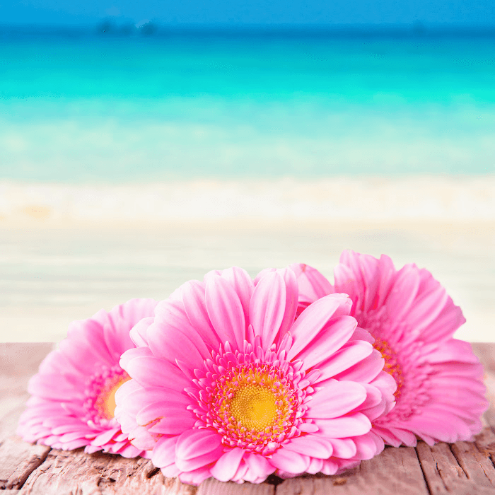 Beach Daisies Candle Fragrance Oil