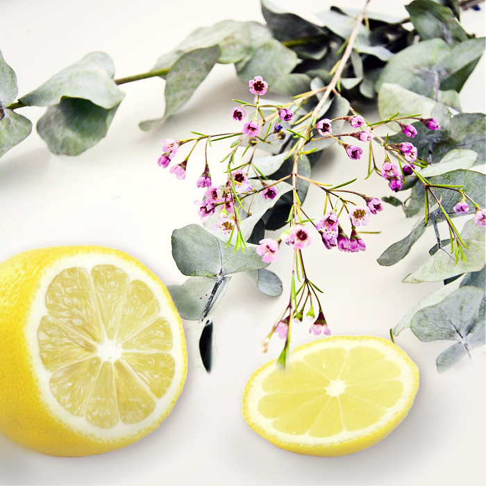 Lemon Eucalyptus Fragrance Oil for Candles