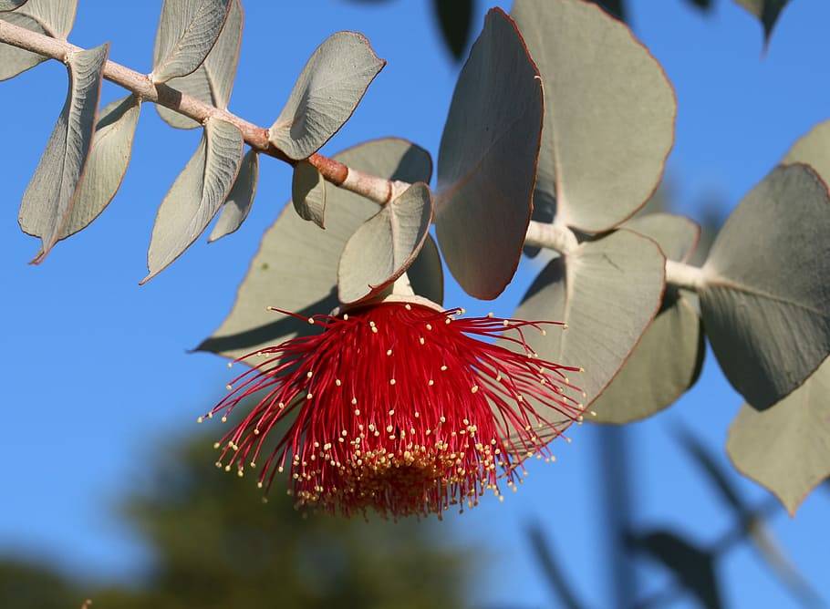 True Eucalyptus Fragrance Oil