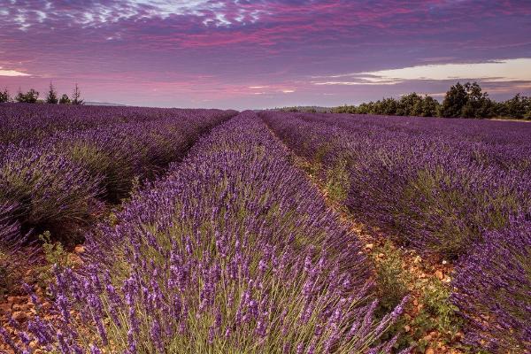French Lavender for Crafting- 1/2 lb. Bag