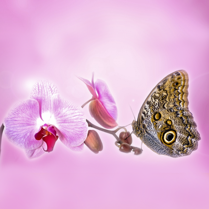 Butterfly Orchid - Premium Fragrance Oil for Soap and Candle Making