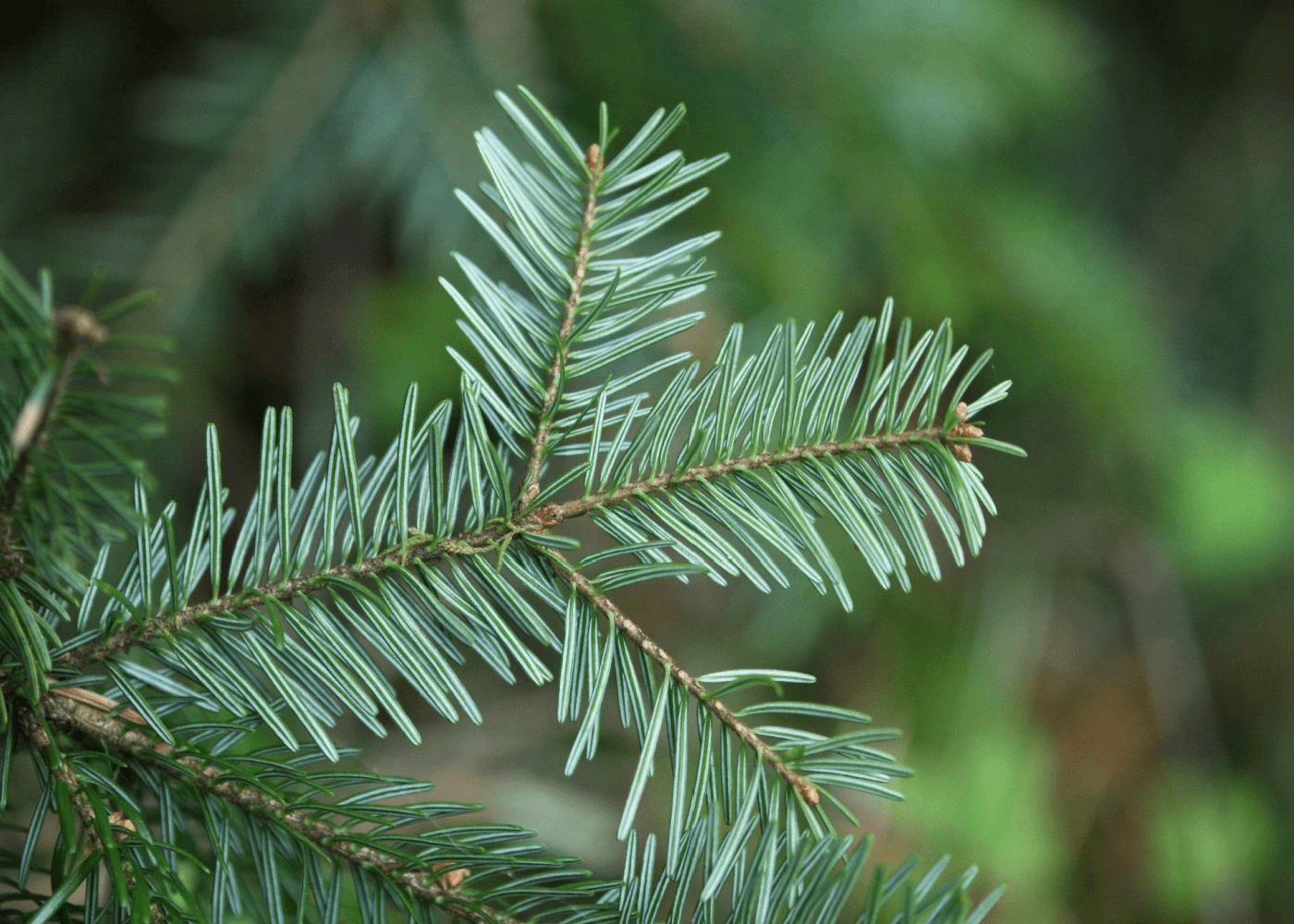 Christmas Pine Premium Fragrance Oil