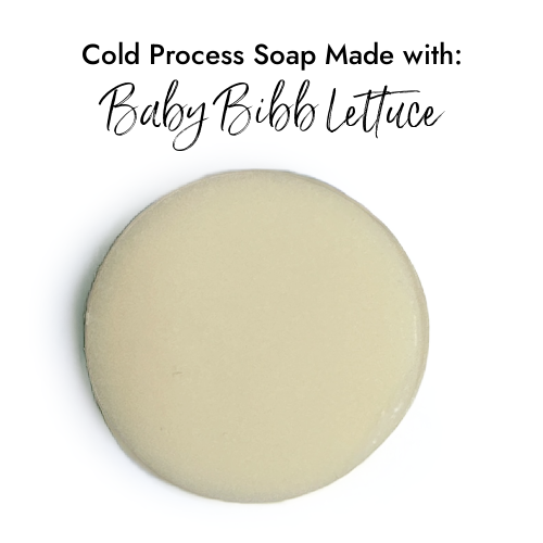 Baby Bibb Lettuce Fragrance Oil in Cold Process Soap