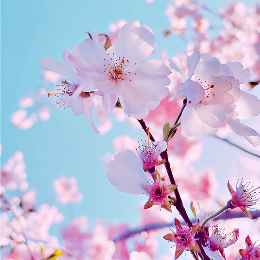Japanese Cherry Blossom - Bath and Body Works type fragrance oil