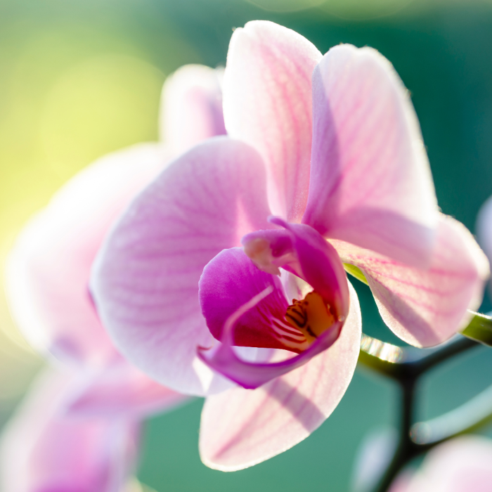 Kissed Orchid Premium Fragrance Oil