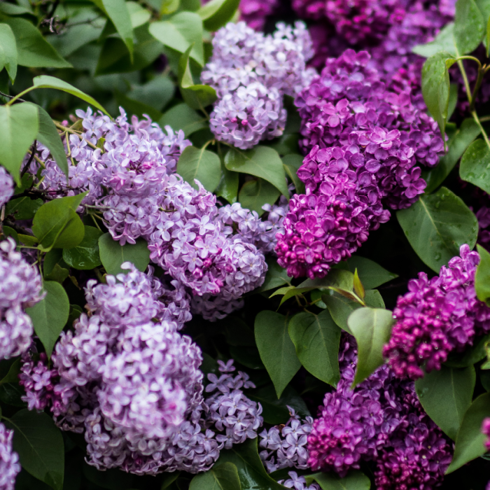 Lilac Gardens - Purple Lilac Floral Fragrance Oil