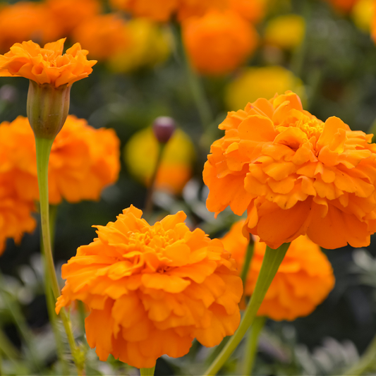 Marigolds and Sunshine floral and herbal fragrance oil