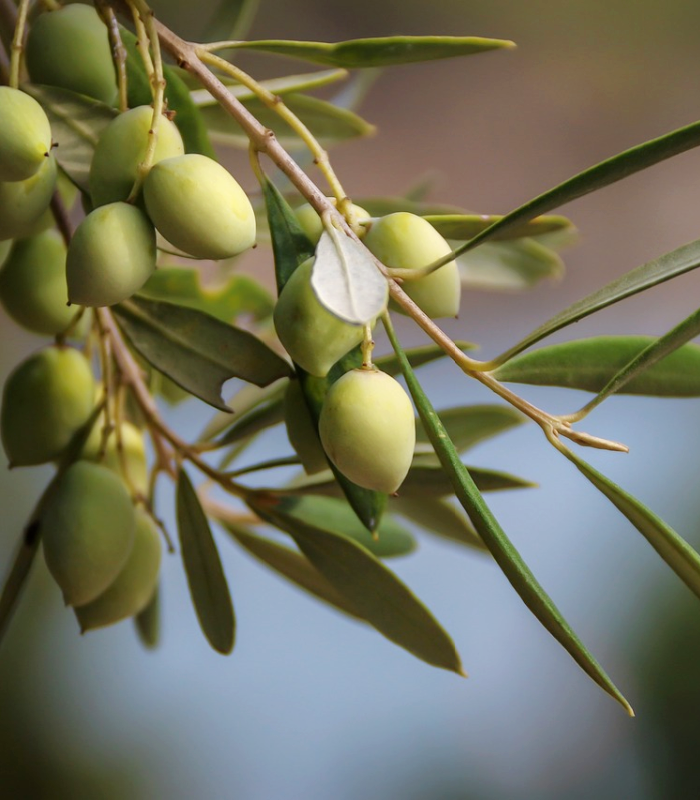 Sweet Olive Leaf - Premium Fragrance Oil – NorthWood Distributing