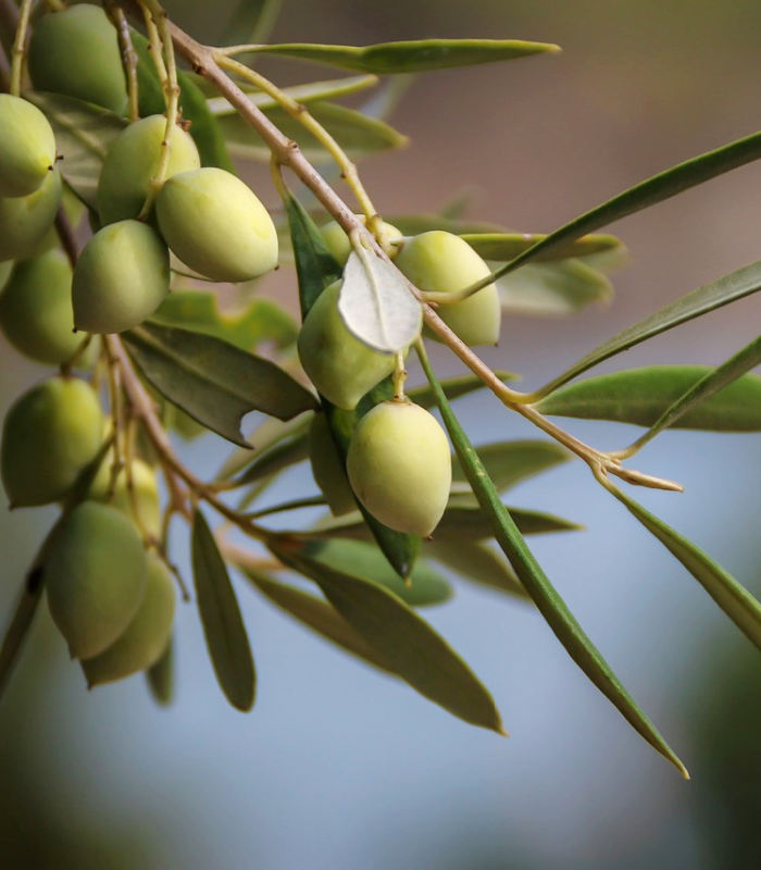 Sweet Olive Leaf Fragrance Oil