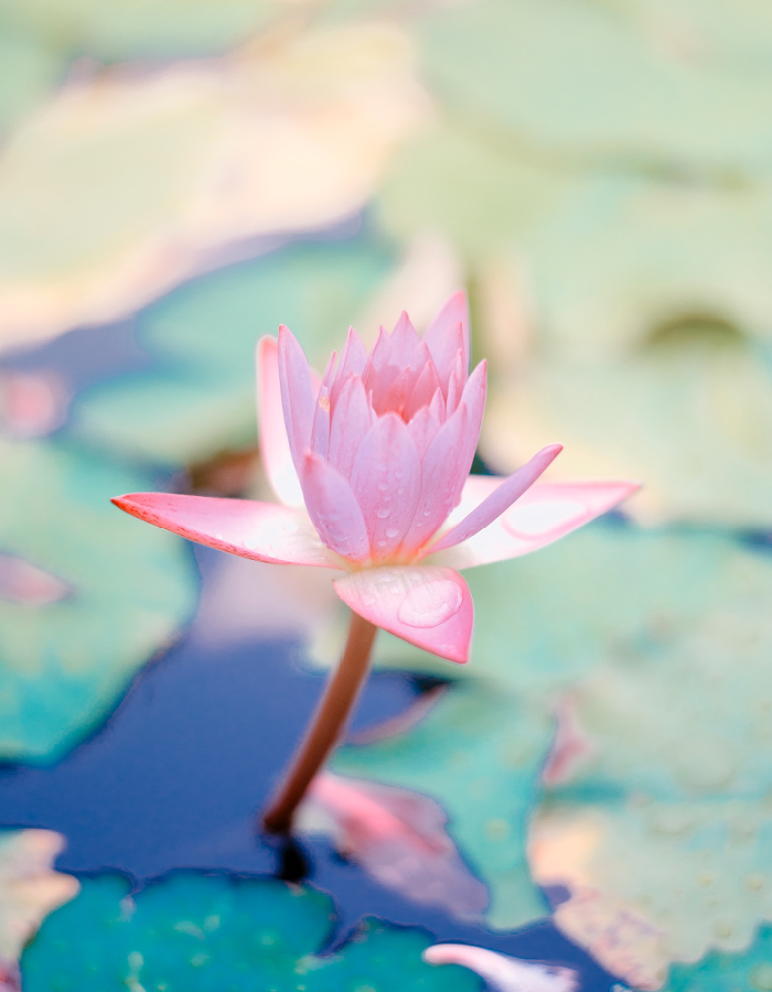 Waterlily Cypress Fresh Candle Fragrance Oil