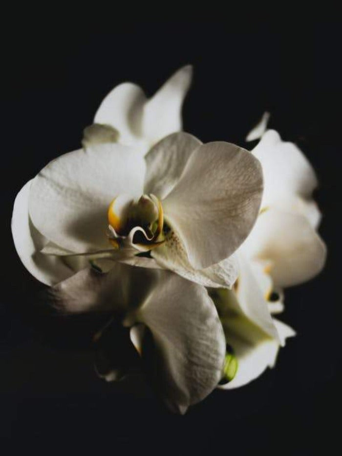 Black Orchid (Tom Ford type) best fragrances for candles
