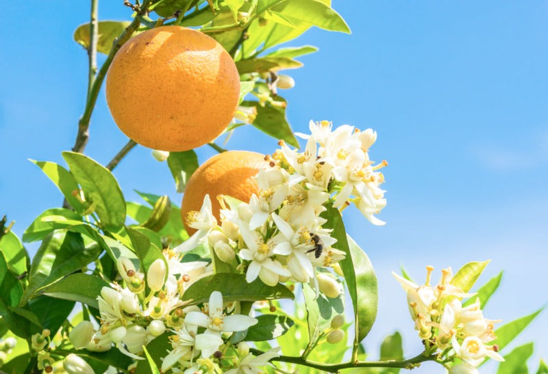 Citrus Blossom & Honey best wholesale fragrance oil for candle and soap making