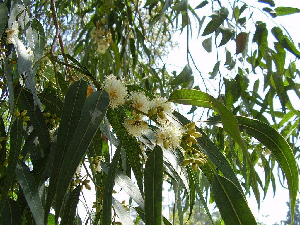 Eucalyptus Globus Essential Oil