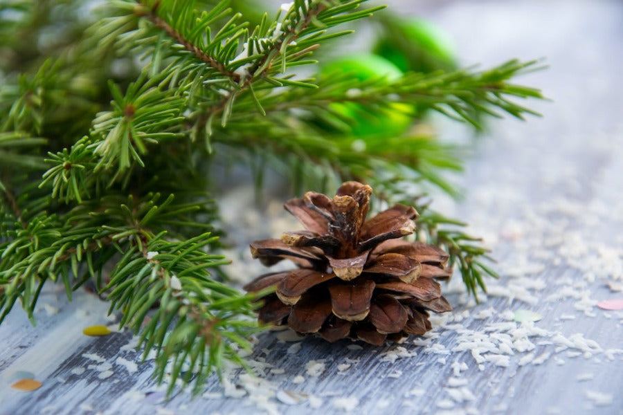 Evergreen Spruce best wholesale fragrance for candle and soap making