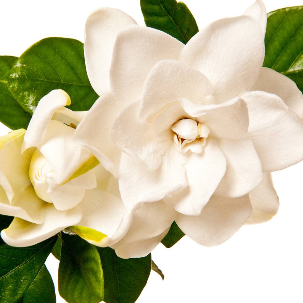 Gardenia Fragrance Oil - White Gardenia Fragrance for Candle & Soap Making