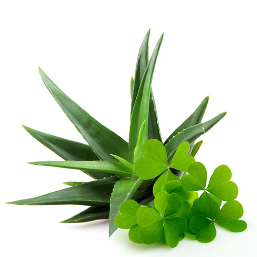 Green Clover & Aloe Fragrance Oil for Candles, Soaps, Lotions, and more!