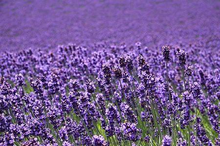 Lavender Essential Oil 40/42 - Essential Oil for Candles
