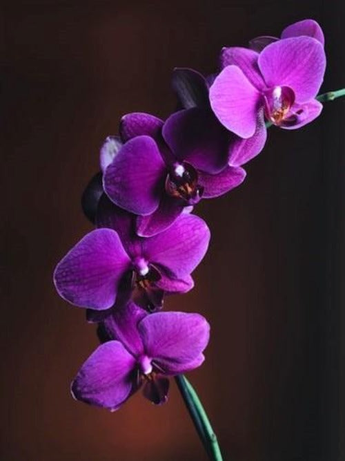 Orchid Musk best fragrance for candle making