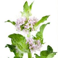 Patchouli Essential Oil - Pure Essential Oil for Candle & Soap Making