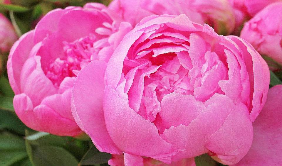 Peony Blossoms Fragrance Oil