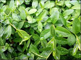Thyme & Watercress - Wholesale Fragrance Oil