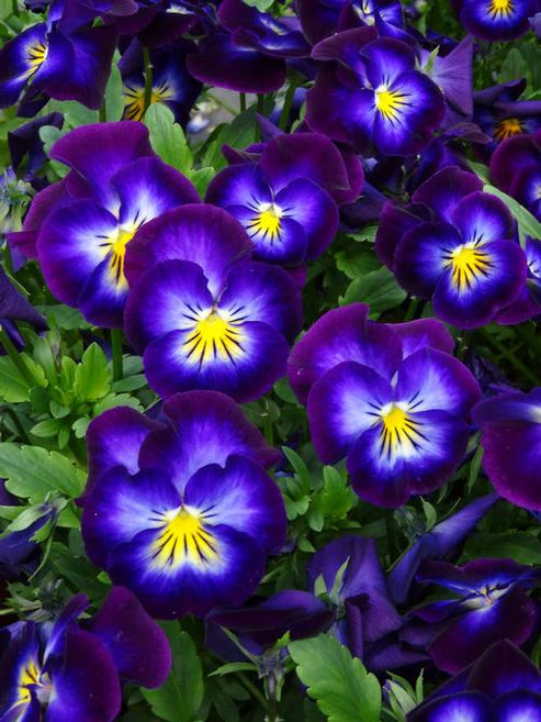 Violets & Violas *Discontinued* - Premium Fragrance Oil – NorthWood ...